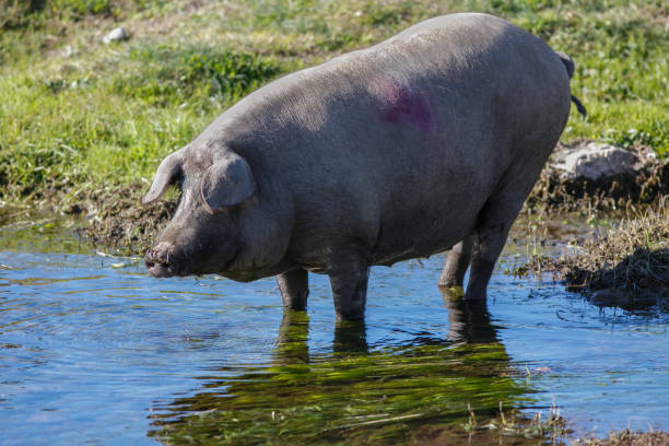 istock Iberian pig drinking in the river 638460844