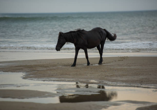 istock Black Horse at the shoreline 638460912
