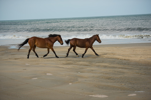 White horses in the Camargue running in the water