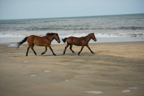 horses running at the sea shore - horse animals in the wild water beach imagens e fotografias de stock