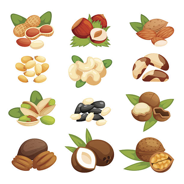 satz von nüssen vektor-illustration. - walnut nut nutshell peanut stock-grafiken, -clipart, -cartoons und -symbole