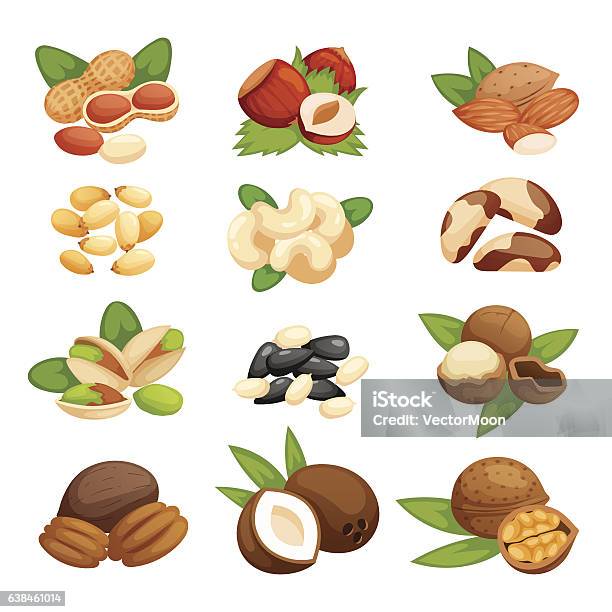 Set Of Nuts Vector Illustration Stock Illustration - Download Image Now - Almond, Nut - Food, Almond Tree