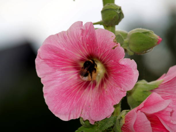 Cane rose, bumblebee, nature, flower