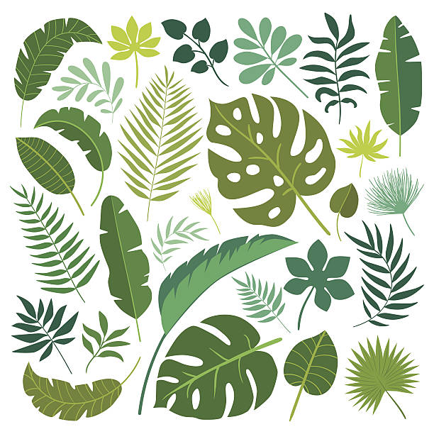 ilustraciones, imágenes clip art, dibujos animados e iconos de stock de vector conjunto de hojas tropicales. - selva tropical