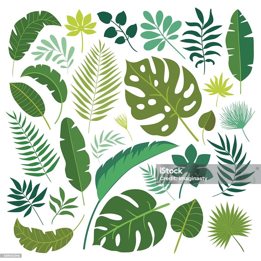 Ensemble vectoriel de feuilles tropicales. - clipart vectoriel de Feuille libre de droits