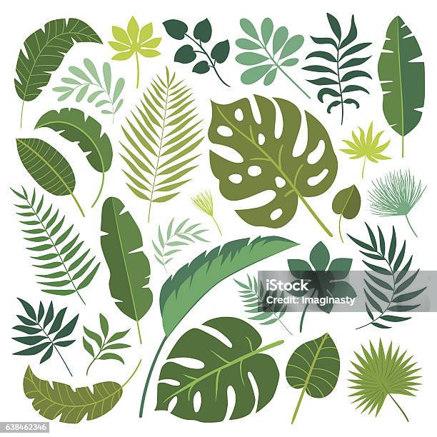 Vector Set Of Tropical Leaves Stock Illustration - Download Image Now - Leaf, Tropical Climate, Tropical Rainforest