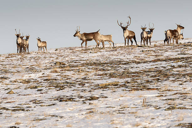 istock Caribou Herd on Hill Looking at Viewer 638462552