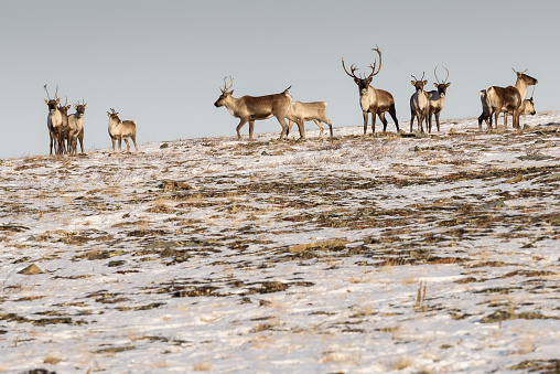 Caribou Herd on Hill Looking at Viewer