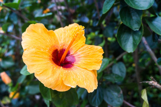 istock Yellow hibiscus in close up view for background 638463608