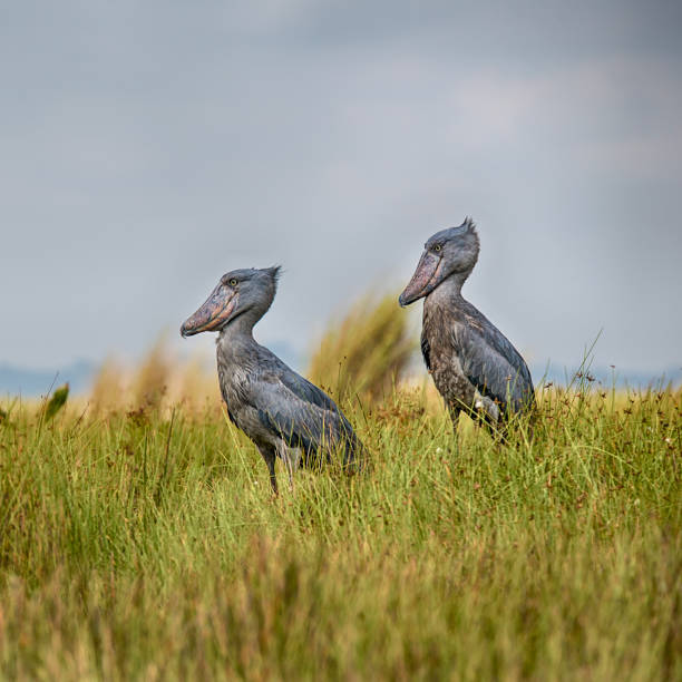 Wildlife shot of a pair (female and male) extremely rare Shoebills (Balaeniceps rex) at the shores of Lake Victoria, Uganda. This stork-like waterbird is getting up to a height of 120 cm, outstanding is the unique bill. While the shoebill is called a stork, genetically speaking it is more closely related to the pelican or heron families. The shoebill is could be found in wetlands or swamps in a few regions of Eastern and Central Africa and it is critical endangered.