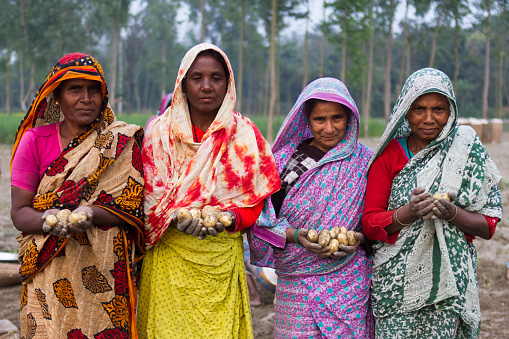 Rangpur, Bangladesh - January 10, 2017: Four women holding Potatoes in hand while working in a potatoes field in Bangladesh.