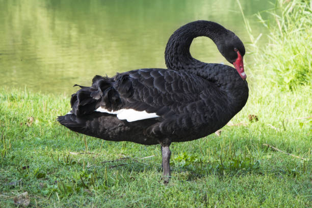 istock Black swan (Cygnus atratus). Wild life animal. 638468950