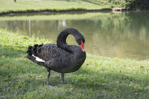 istock Black swan (Cygnus atratus). Wild life animal. 638469072