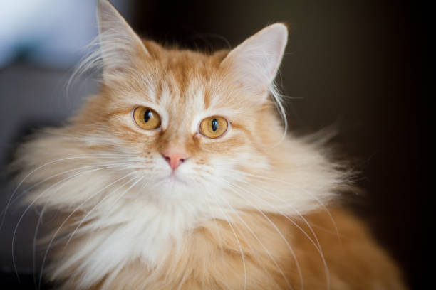 istock ginger cat portrait at home 638470234