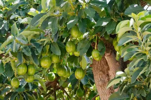ripe avocados hanging on branch with leaves stock photo