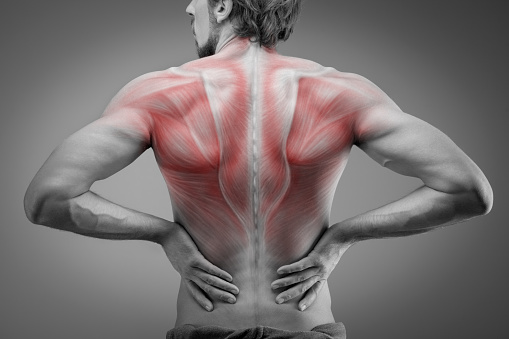 Vista posterior del torso del hombre atleta con estructura muscular photo
