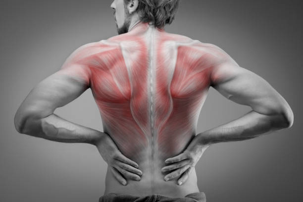 vista posterior del torso del hombre atleta con estructura muscular - espalda partes del cuerpo fotografías e imágenes de stock