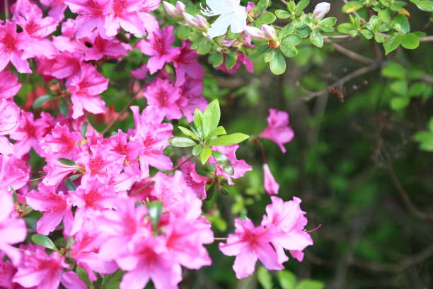 istock Red azalea surrounded by green leaves 638472480