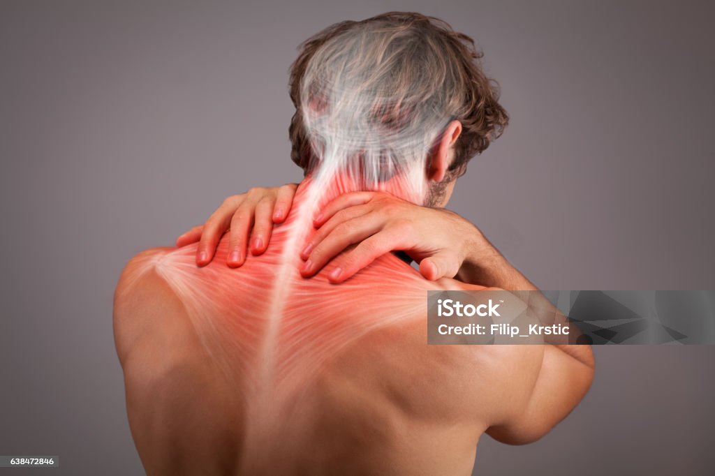 Musculature illustration of athlete back and shoulders Human anatomy Human Nervous System Stock Photo