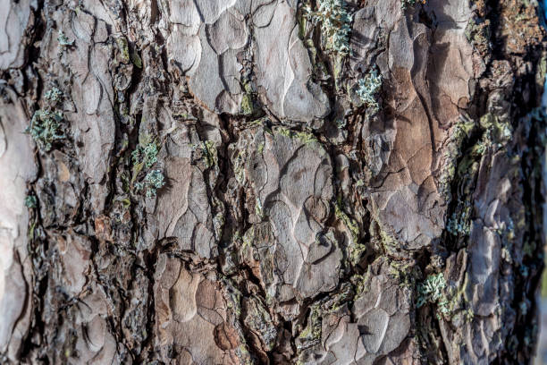 Pine bark macro stock photo