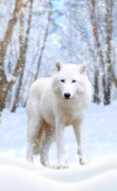 istock Arctic wolf winter in nature 638473860