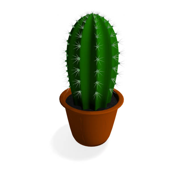 istock Cactus plant in isolated on white background 638473966