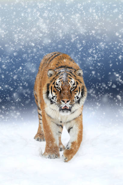 istock Wild siberian tiger 638474060