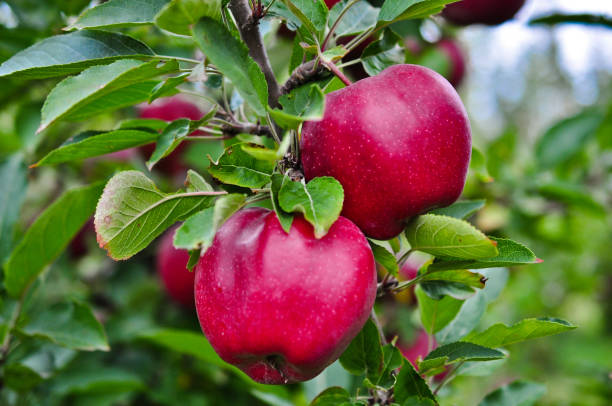 270+ Michigan Apples Stock Photos, Pictures & Royalty-Free Images - iStock