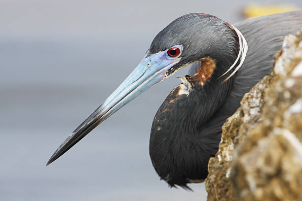 Tricolored heron (Egretta tricolor) portrait, Ding Darling NWR, Florida, USA Tricolored heron (Egretta tricolor) portrait, Ding Darling NWR, Florida, USA ding darling national wildlife refuge stock pictures, royalty-free photos & images