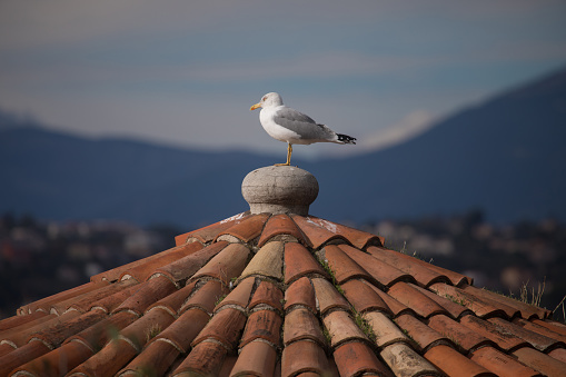 Herring Gull (Larus argentatus) on the roof of old building of Nice, France