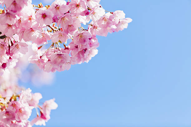 istock Pink Cherry Blossom Against Clear Blue Sky 638475410