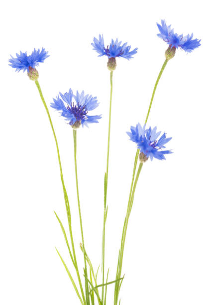 istock bouquet of cornflowers isolated on white background 638476768