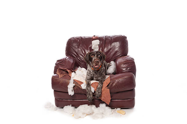 istock Naughty German Wirehaired Pointer Sits on a Chewed Up Chair 638476778