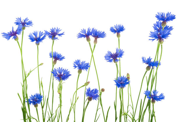 istock bouquet of cornflowers isolated on white background 638476884
