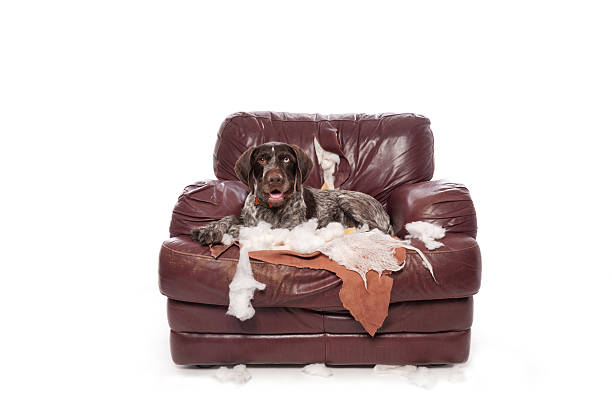 istock Naughty German Wirehaired Pointer Sits on a Chewed Up Chair 638476910