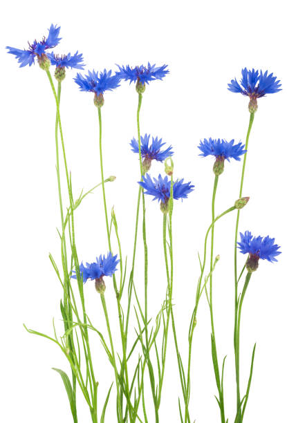 istock bouquet of cornflowers isolated on white background 638476940