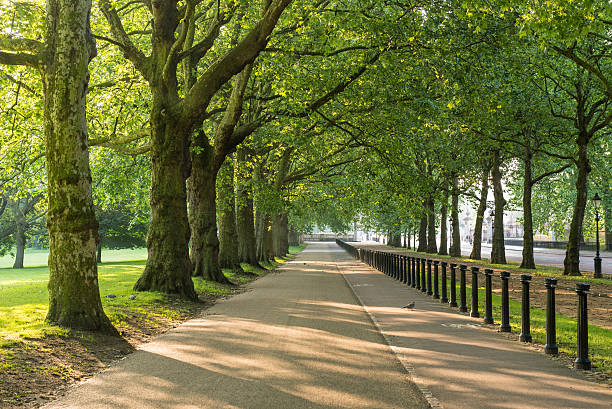 Wide angle view of Green Park in early morning sunshine. London, England, UK.