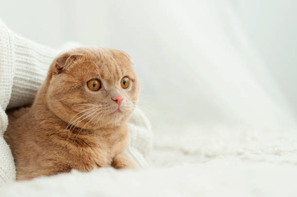 istock Cat comfortably settled on bed 638477040