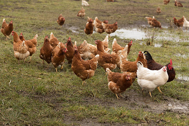 Chicken on free land farm Freeland Chicken - Chicken have access to nature mud hen stock pictures, royalty-free photos & images