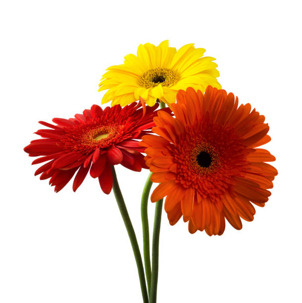 istock bouquet of gerberas on a white background 638477508
