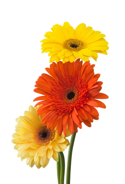 istock bouquet of gerberas on a white background 638477838