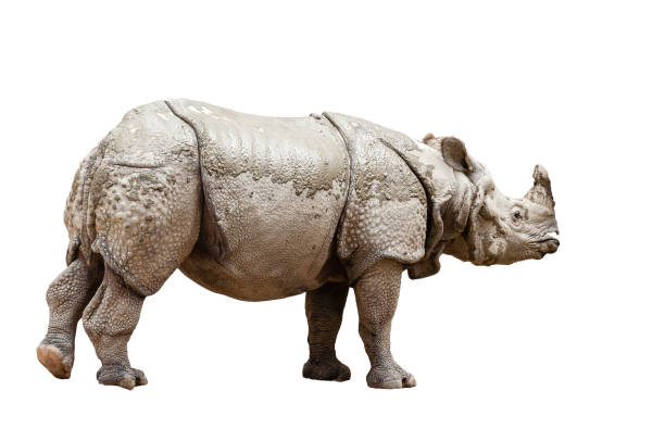 istock Indian rhinoceros (Rhinoceros unicornis)- isolated 638479828