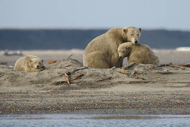 semina dell'orso polare artico e due cuccioli in anwr - polar bear arctic global warming ice foto e immagini stock