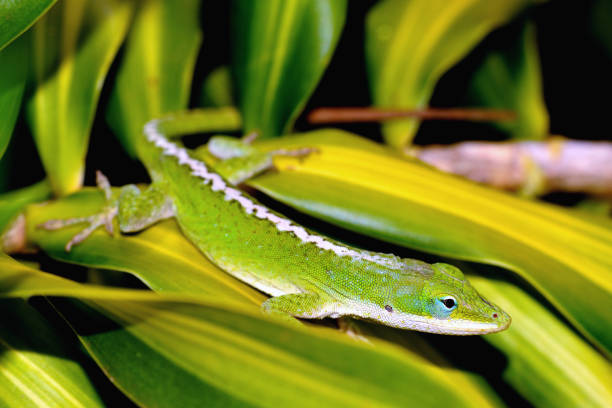 istock Green Anole Lizard, Big Island, Hawaii 638482316