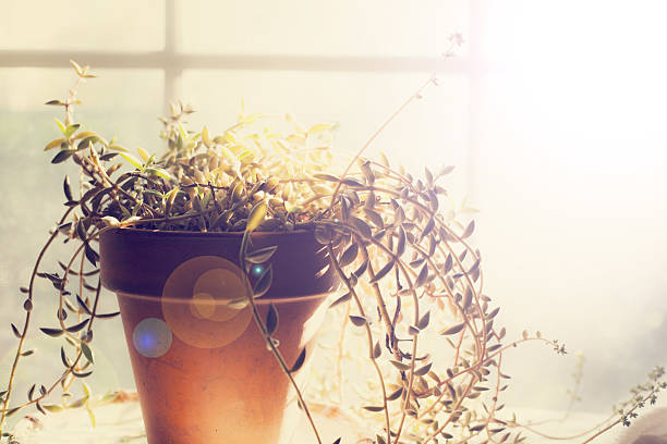 Vine, potted house plant inside home with window and sunlight backround.  Lens flare,  No people.