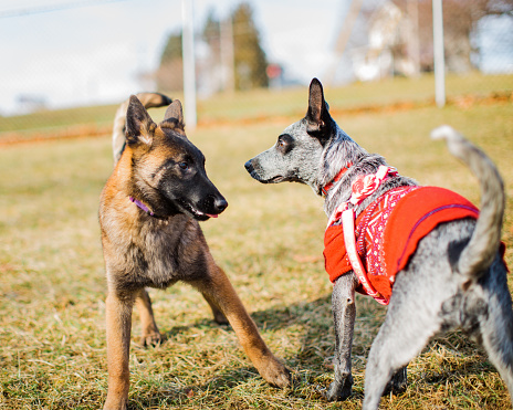 Two dogs, a young Belgian Malinois and a Blue Heeler wearing sweater are introduced at a dog park. Puppy socialization.