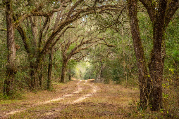 istock Dirt road bending through a forest of oak trees 638482646