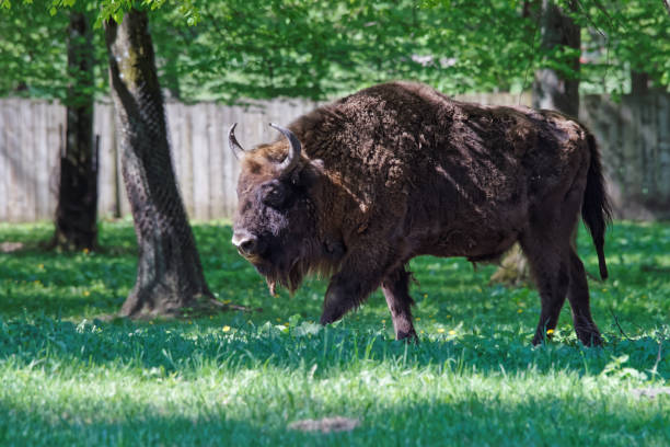 bisonte al parco nazionale di bialowieza in polonia - white bison foto e immagini stock