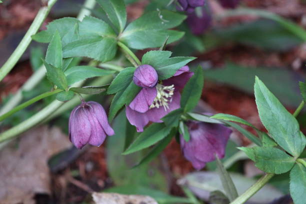 istock Purple Christmas rose from the Garden 638483434
