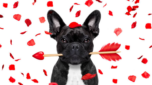 pazzo innamorato san valentino cane - flirting humor valentines day love foto e immagini stock